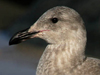 glaucous-winged gull