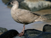 glaucous-winged gull