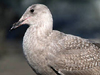 glaucous-winged gull