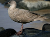 glaucous-winged gull