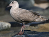 glaucous-winged gull