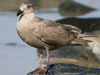 glaucous-winged gull
