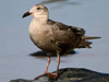 glaucous-winged gull