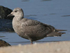 glaucous-winged gull