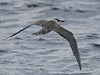 gray-backed tern