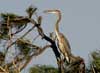 great blue heron
