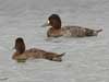 greater scaup
