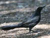 Great-tailed Grackle