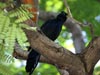 Great-tailed Grackle