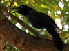 Great-tailed Grackle