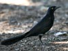 Great-tailed Grackle
