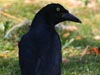 Great-tailed Grackle