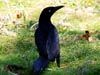 Great-tailed Grackle