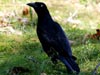 Great-tailed Grackle
