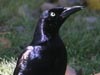 Great-tailed Grackle
