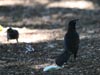Great-tailed Grackle
