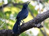 Great-tailed Grackle