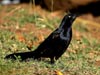 Great-tailed Grackle