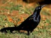Great-tailed Grackle