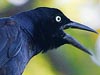 Great-tailed Grackle