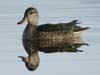 green-winged teal