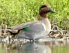 green-winged teal