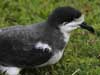 hawaiian petrel