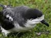 hawaiian petrel