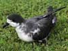 hawaiian petrel