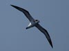 hawaiian petrel