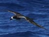 hawaiian petrel