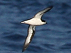 hawaiian petrel