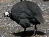 helmeted guineafowl