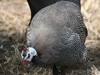 helmeted guineafowl