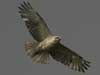 io hawaiian hawk