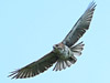 io hawaiian hawk
