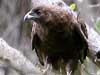 io hawaiian hawk