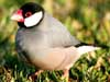 java sparrow