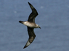 Kermadec Petrel