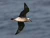 Kermadec Petrel