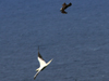 Kermadec Petrel