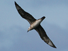 Kermadec Petrel