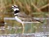 killdeer