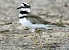 killdeer