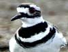 killdeer