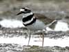 killdeer