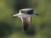 laughing gull