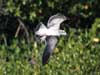 laughing gull