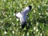 laughing gull