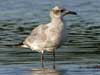 laughing gull